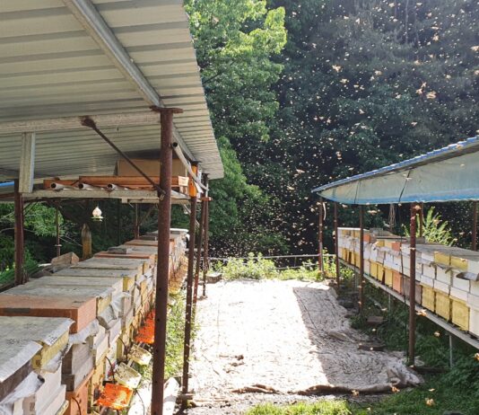 경남 양봉농가, 꿀벌사육 회복세!