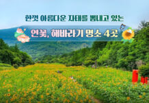 한껏 아름다운 자태를 뽐내고 있는 연꽃, 해바라기 명소 4곳