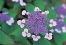 국립수목원 ‘우리의 정원식물’, 4월은 화려한 꽃의 매력, ‘산수국’