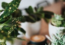 “매일 먹는 커피, 살을 찌우고 있었을지도 모릅니다”…다이어터의 커피 루틴 점검법 shallow focus photography of coffee late in mug on table